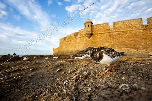 Biosphoto | 2627953 | Ruddy Turnstone (Arenaria interpres) standing on a rocky intertidal shore with a historic coastal fortification in the background, Cádiz, Spain | &copy; Pablo Barrena / Biosphoto