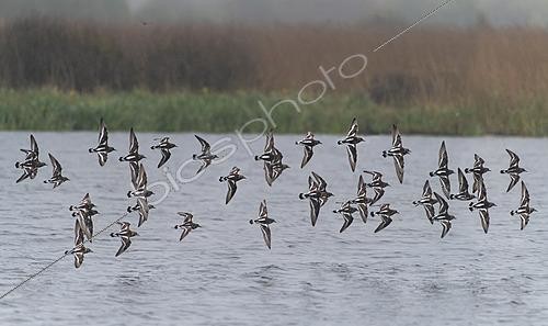 Biosphoto | 2622051 | Ruddy Turnstones (Arenaria interpres) migrating in the rain over a coastal pond, Brittany, France. | &copy; Michel Rauch / Biosphoto