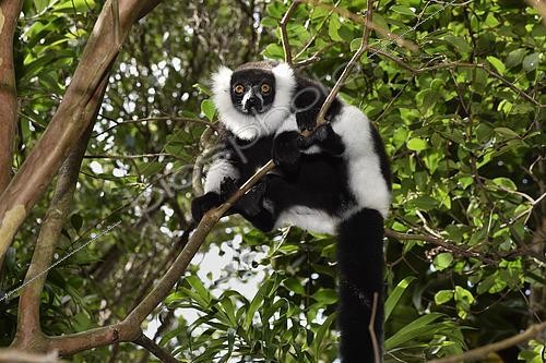 Biosphoto | 2423533 | Ruffed lemur (Varecia variegata) in the forest, Pangalanes Canal, Ampitabe Lake, Atsinanana Region, Madagascar | &copy; Jean-Yves Grospas / Biosphoto