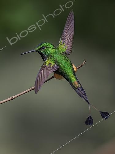 Biosphoto | 2608613 | Rufous-booted Racket-tail (Ocreatus addae), male spreading wings, Manu Road, Peru | &copy; Ignacio Yufera / Biosphoto