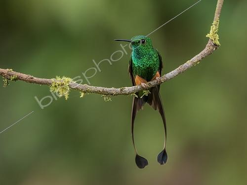 Biosphoto | 2608909 | Rufous-booted Racket-tail (Ocreatus addae), male on a branch, Manu Road, Peru | &copy; Ignacio Yufera / Biosphoto