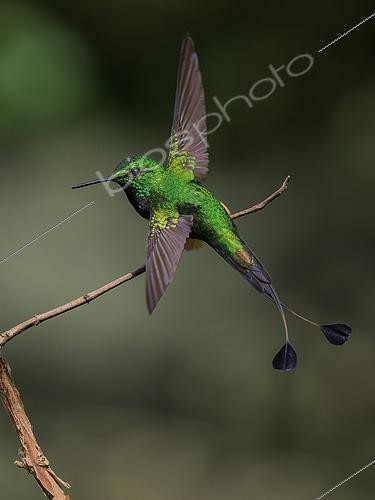 Biosphoto | 2608910 | Rufous-booted Racket-tail (Ocreatus addae), male spreading wings, Manu Road, Peru | &copy; Ignacio Yufera / Biosphoto