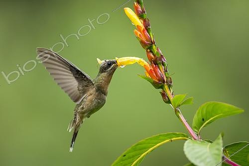 Biosphoto | 2592694 | Rufous-breasted Hermit (Glaucis hirsutus) in flight, gathering a flower, French Guiana | &copy; Nicolas Defaux / Biosphoto