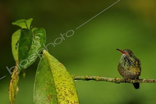 Biosphoto | 1820663 | Rufous-tailed Hummingbird on a branch Ecuador | &copy; Claude Thouvenin / Biosphoto