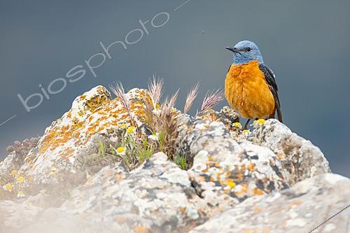 Biosphoto | 2629169 | Rufous-tailed Rock-Thrush (Monticola saxatilis). Ronda, Málaga, Spain. | &copy; Pablo Barrena / Biosphoto