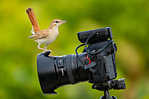 Biosphoto | 2628688 | Rufous-tailed Scrub Robin (Cercotrichas galactotes) on a Canon R7 camera in a vineyard. Trebujena, Cádiz province, Andalusia, Spain. | &copy; Pablo Barrena / Biosphoto