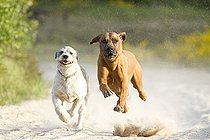 Biosphoto | 2437311 | Running dogs, Rhodesian Ridgeback and a Briard mongrel, in the Doeberitz Heath, Havelland, Brandenburg, Brandenburg, Germany, Europe | &copy; Meike Engels / imageBROKER / Biosphoto