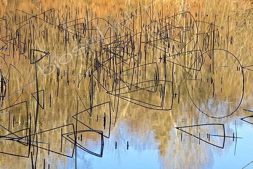 Biosphoto | 1991473 | Rushes and reflections in Lake Ambléon - Bugey France  | &copy; Jean-Philippe Delobelle / Biosphoto