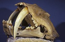 Biosphoto | 36628 | Sabre-toothed tiger skull (Smilodon californicus), Quaternary, USA | &copy; Daniel Heuclin / Biosphoto