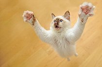 Biosphoto | 2587347 | Sacred cat of Burma playful kitten jumping on a wooden floor | &copy; Robin Fourré / Biosphoto