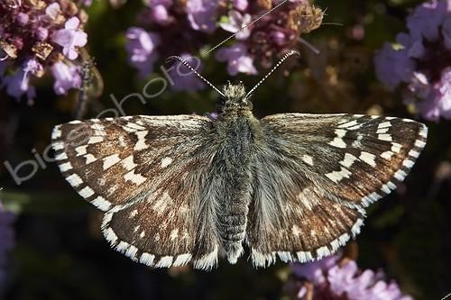 Biosphoto | 1921357 | Safflower Skipper on flowers - Galicia Spain | &copy; Siro Moya / Biosphoto
