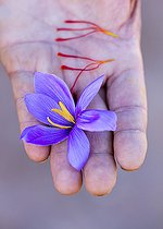 Biosphoto | 2139937 | Saffron of Les Garrigues, Valle del Set, Cervia de les Garrigues, Les Garrigues, Lleida, Catalunya, Spain | &copy; Juan-Carlos Muñoz / Biosphoto