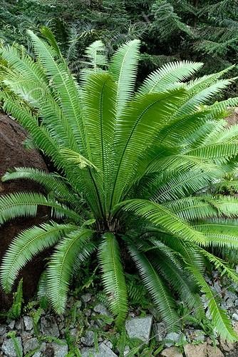 Biosphoto | 1499818 | Sago palm in a garden | &copy; Lamontagne / Biosphoto