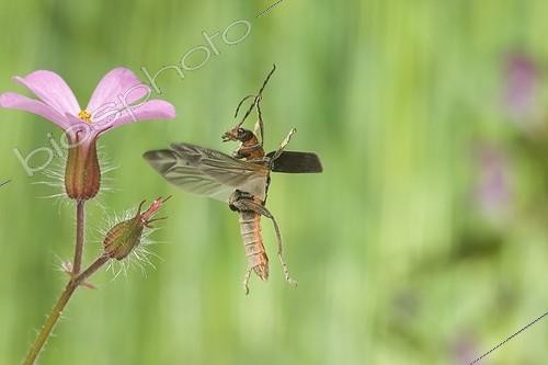Biosphoto | 912394 | Sailor Beetle flying France | &copy; Joël Héras / Biosphoto