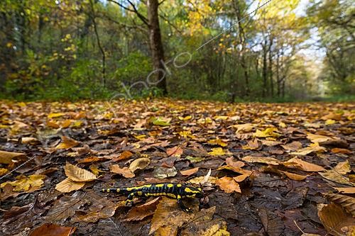 Biosphoto | 2629116 | Salamandre tachetée (Salamandra salamandra) dans les feuilles mortes en forêt en automne, Vallon de Bellefontaine Champigneulles, Lorraine, France | &copy; Stéphane Vitzthum / Biosphoto