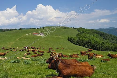 Biosphoto | 2567840 | Salers cows, farmhouse inn, meadow of Wissgrut, Ballon d Alsace massif, Sewen, Haut Rhin, France | &copy; Denis Bringard / Biosphoto