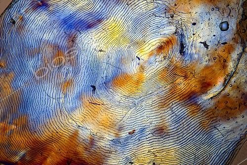 Biosphoto | 522345 | Salmon scale in optical microscopy ; Lighting in polarized light, magnification x 20 | &copy; Christian Gautier / Biosphoto