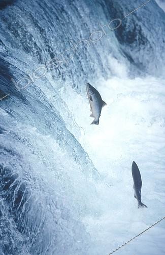 Biosphoto | 106740 | Salmons jumping Katmai NP Alaska USA  | &copy; Robert Valarcher / Biosphoto