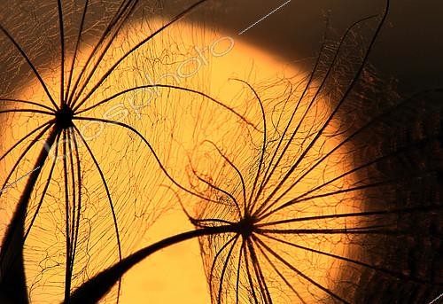 Biosphoto | 2081570 | Salsify yield (Tragopogon orientalis) in the light of the setting sun. | &copy; Zoltan Ritzel / Biosphoto