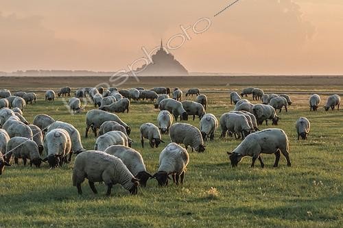 Biosphoto | 2017073 | Salt meadow sheep in front of the Mont Saint-Michel - France | &copy; Vincent M. / Biosphoto