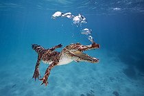 Biosphoto | 695612 | Saltwater Crocodile expires underwater Australia | &copy; Reinhard Dirscherl / Biosphoto