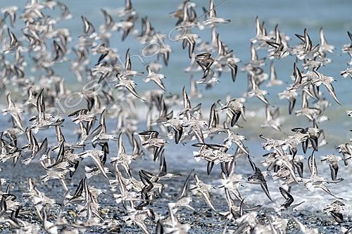 Biosphoto | 2622033 | Sanderling (Calidris alba) during spring migration along the coast, Audierne Bay, Brittany, France. | &copy; Michel Rauch / Biosphoto