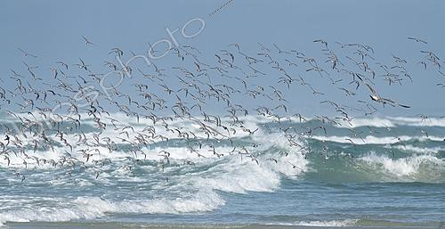 Biosphoto | 2622034 | Sanderling (Calidris alba) during spring migration along the coast, Brittany, France. | &copy; Michel Rauch / Biosphoto