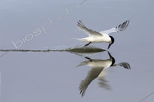 Biosphoto | 2088497 | Sandwich tern (Sterna sandvicensis), cleaning is beak in flight at the surface of the water in spring, Sebastopol Polder, Noirmoutier island, Atlantic Coast, France | &copy; André Simon / Biosphoto