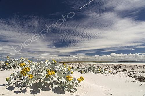 Biosphoto | 2459518 | Sandy bay at Bleaker island, Falkland, January 2018 | &copy; Marco Valentini / Biosphoto
