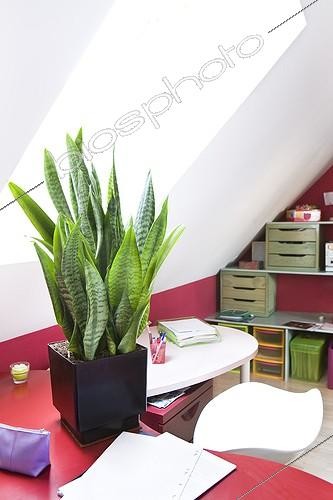 Biosphoto | 988308 | Sanseveria in an office ; Plant air-filtering soil | &copy; Frédérique Bidault / Biosphoto