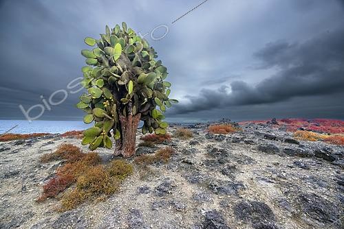 Biosphoto | 2620314 | Santa Fe Island is home to an endemic species of giant cactus (Opuntia echios), known for its wide trunks that can exceed 12 meters in height. These prickly pears have evolved to resemble trees with a woody trunk, allowing their edible parts to be out of reach of land iguanas and tortoises. They grow amidst a carpet of Sesuvium, a low-growing plant that turns bright red during the dry season. Galapagos. | &copy; Claudius Thiriet / Biosphoto