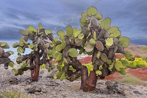 Biosphoto | 2620341 | Santa Fe Island is home to an endemic species of giant cactus (Opuntia echios), known for its wide trunks that can exceed 12 meters in height. These prickly pears have evolved to resemble trees with a woody trunk, allowing their edible parts to be out of reach of land iguanas and tortoises. They grow amidst a carpet of Sesuvium, a low-growing plant that turns bright red during the dry season. Galapagos. | &copy; Claudius Thiriet / Biosphoto