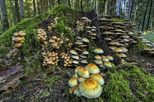 Biosphoto | 2610205 | Saprophytic fungi including Honey mushroom (Armillaria mellea) on the left and Sulphur Tuft (Hypholoma fasciculare) on the right, growing on a stump in autumn, Bugey, Ain, France. These fungi decompose cellulose and lignin, transforming wood into white rot, a crucial step in the recycling of mineral elements absorbed by trees during their lifetime. | &copy; Jean-Philippe Delobelle / Biosphoto
