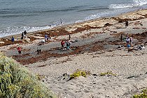 Biosphoto | 2586084 | Sargassum (Sargassum sp). Volunteers collecting waste (plastics, ropes,...) dragged by the mass of algae. The genus Sargassum is characterized by having gas vesicles known as “aerocysts” that provide them with buoyancy. Thanks to these “balls” of gas, some species of sargassum are able to remain floating on the surface of the ocean for months and the currents end up accumulating them, forming immense aggregations similar to floating islands. In the North Atlantic Ocean is the Sargasso Sea, which receives its name precisely because the presence of these gigantic aggregations on its surface is common. It serves as food, shelter and breeding area for many marine animals, such as crabs, turtles, shrimp and seabirds. At some times of the year it can appear stranded in large numbers on beaches exposed to the current and/or wind. On some occasions, it may appear mixed with drifting garbage such as ropes, small talk, bottles,... Playa Grande, Punta de Abona. Tenerife, Canary Islands. | &copy; Sergio Hanquet / Biosphoto