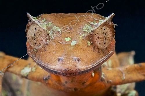 Biosphoto | 2064126 | Satanic leaf-tailed gecko (Uroplatus phantasticus), Madagascar | &copy; Matthijs Kuijpers / Biosphoto
