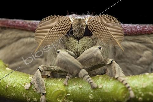 Biosphoto | 2458980 | Saturniid moth (Antheraea korintjiana), Kinabalu NP, Borneo, Malaysia | &copy; Frank Deschandol & Philippe Sabine / Biosphoto