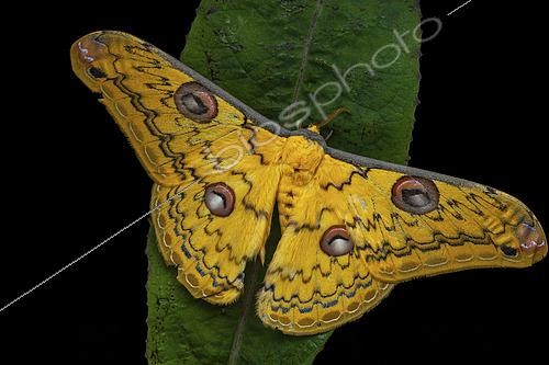 Biosphoto | 2458981 | Saturniid moth (Loepa megacore), male imago on a leaf, Kinabalu NP, Borneo, Malaysia | &copy; Frank Deschandol & Philippe Sabine / Biosphoto