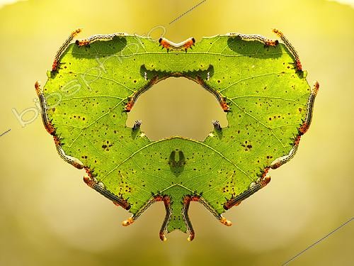 Biosphoto | 2407959 | Sawflies (false caterpillar) Tenthredinidae Group of sawflies larva (Tenthredinidae) eating leaves Russia Federation, Krasnodar region, the vicinity of the city of Novorossiysk | &copy; Aleksey Volkov / Biosphoto