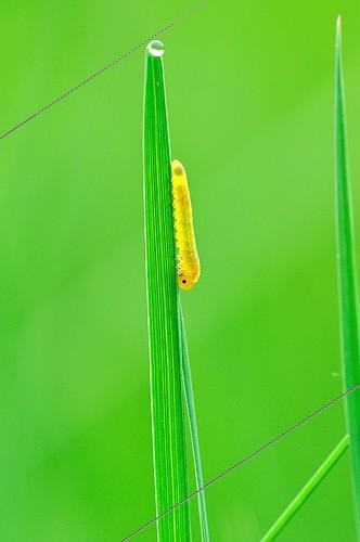 Biosphoto | 916658 | Sawfly on a blade of grass Touraine France  | &copy; Bruno Guénard / Biosphoto