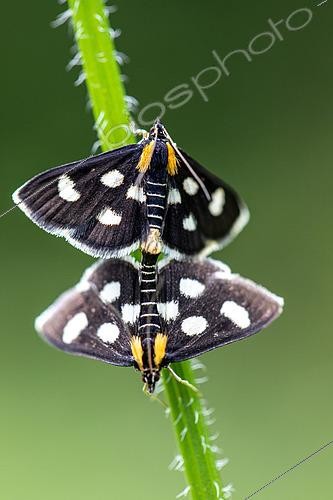 Biosphoto | 2555788 | Scaly (Arctiidae sp) Mating, Jura, Canton Vaud, Switzerland | &copy; Christian Fosserat / Biosphoto