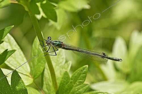 Biosphoto | 1941419 | Scarce Emerald Damselfly male on stem - Denmark | &copy; Steen Drozd Lund / Biosphoto