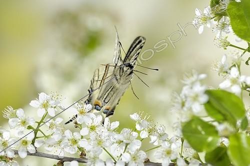 Biosphoto | 919482 | Scarce Swallowtail flying in the flowers of Hawthorn France | &copy; Ghislain Simard / Biosphoto