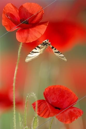 Biosphoto | 920552 | Scarce Swallowtail in flight among the poppies in spring | &copy; Ghislain Simard / Biosphoto