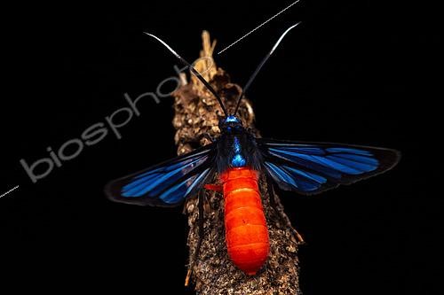 Biosphoto | 2497972 | Scarlet-bodied Wasp Moth (Cosmosoma hector), Corcovado, Osa, Costa Rica | &copy; Frank Deschandol & Philippe Sabine / Biosphoto