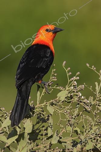 Biosphoto | 2411659 | Scarlet-headed Blackbird (Amblyramphus holosericeus) perched on a branch, Pantanal, Brazil | &copy; Glenn Bartley / BIA / Biosphoto