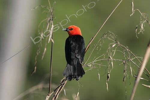 Biosphoto | 552461 | Scarlet-headed blackbird on a branch Brazil | &copy; Mike Lane / Biosphoto