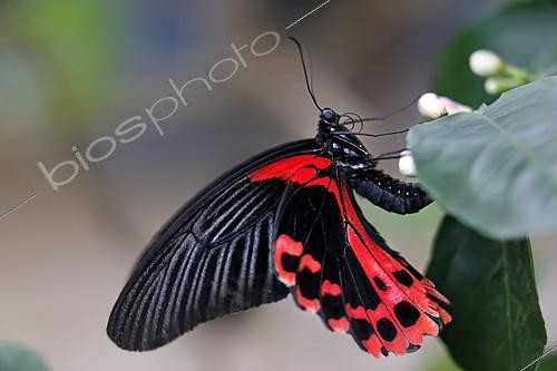 Biosphoto | 2419343 | Scarlet Mormon (Papilio rumanzovia) male closed wings on a flower, Greenhouse of the botanical garden of Nancy, Lorraine, France | &copy; André Simon / Biosphoto