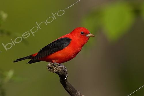 Biosphoto | 2413560 | Scarlet Tanager (Piranga olivacea) male | &copy; Robert Royse / BIA / Biosphoto