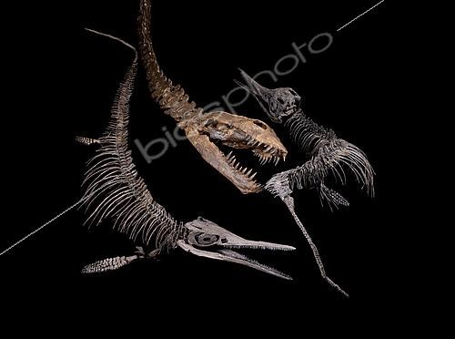 Biosphoto | 2552330 | Scène de combat entre un plésiosaure et deux petits ichthyosaures. Scène de combat entre un plésiosaure et deux petits ichthyosaures (littéralement 'poisson-reptile' en grec). Les plésiosaures et les ichthyosaures ont été découverts au début du 19ème siècle en Angleterre. Les dinosaures étant encore inconnus, ces monstres fascinaient le grand public. - Collection des frères Blouet | &copy; Pascal Goetgheluck / Biosphoto