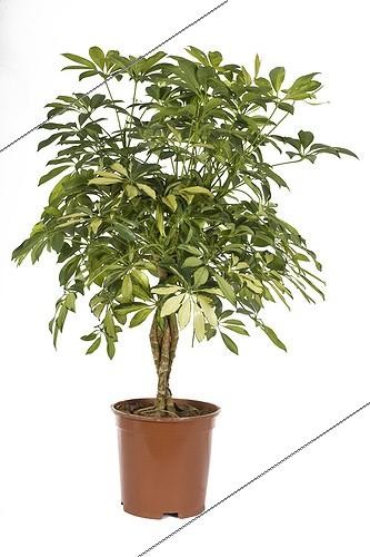 Biosphoto | 588104 | Schefflera in flowerpot | &copy; Claudius Thiriet / Biosphoto